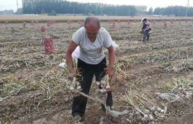 什么时间种植大蒜最好，现在种植可以吗？