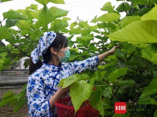 生活重启丨乐至高寺的桑葚熟了“云采摘”让你足不出户享受美味