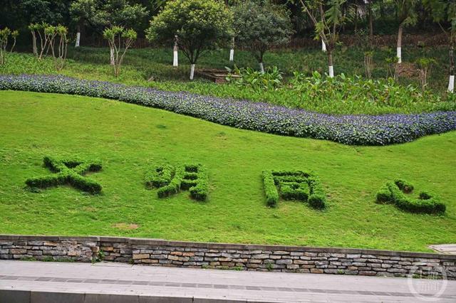 山城又添新“花样” 重庆城市绿化首次种植喜花草