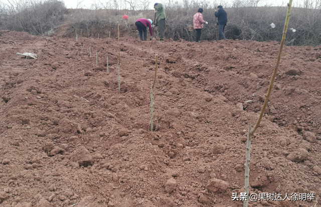 一年之计在于春，春天如何科学栽植桃树，这些技术关键要学会