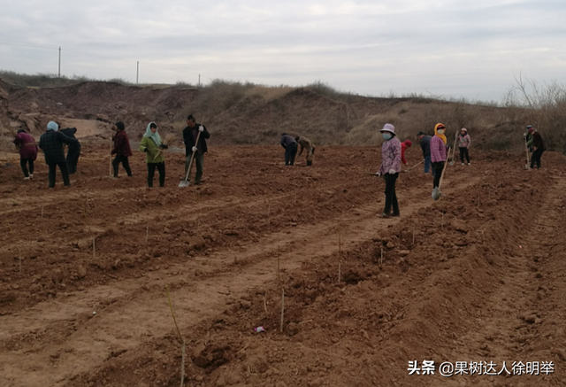 一年之计在于春，春天如何科学栽植桃树，这些技术关键要学会