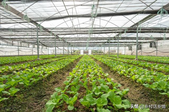 2023年蔬菜种植时间表来了，什么季节种什么菜，一文就看懂