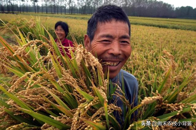 水稻什么时候收获产量最高？如何准确判断水稻最佳收获期？