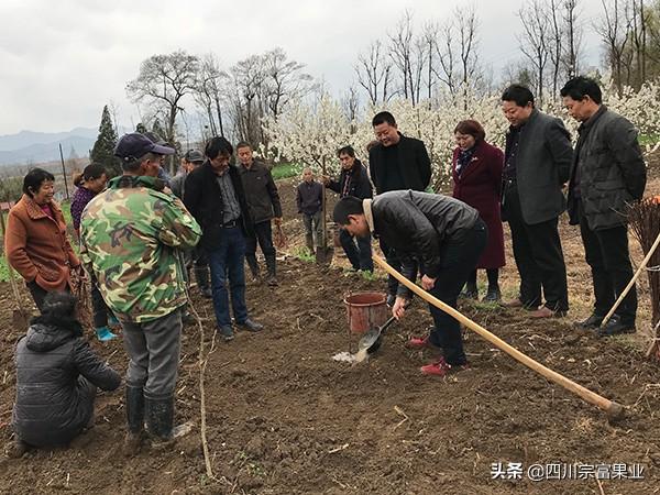 李子苗怎么栽才活的好？栽植时间和方法很重要