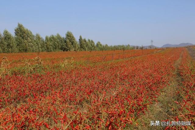 泰椒喜获丰收 让种植户尝到致富“甜头”