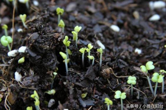 秋天就种这6种菜，发芽快长得快，一个多月就可收获，好吃能观赏