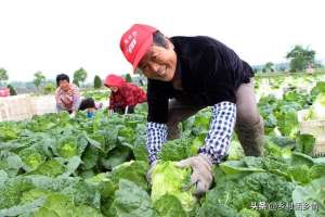 立秋种植什么蔬菜(这几种蔬菜立秋前后种植正合适，要抓住时机和方法，不能蛮干)