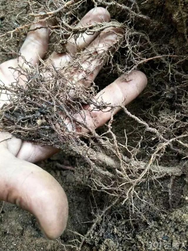 温室葡萄升温后，萌芽整齐有妙招