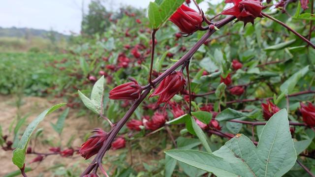 你见过可以泡茶喝，而开花很奇怪的植物吗？红桃k“”认识吗？