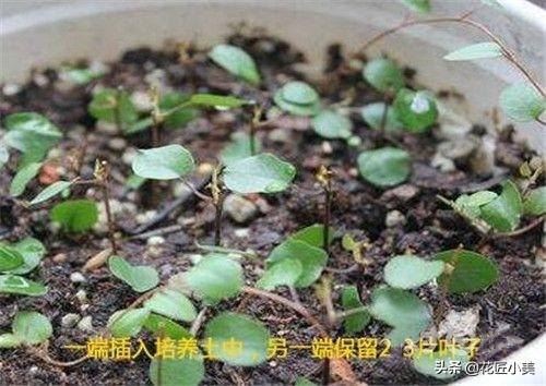 口红吊兰怎么养？掐根枝条插土里，注意5个要点，20天就长根