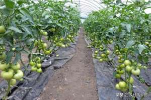 蔬菜种植下载(2023年蔬菜种植时间表来了，什么季节种什么菜，一文就看懂)