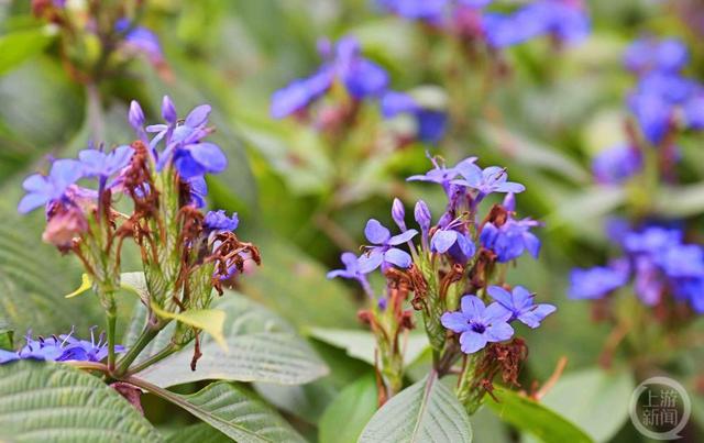 山城又添新“花样” 重庆城市绿化首次种植喜花草