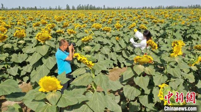 新疆沙雅：万亩油葵花开正艳