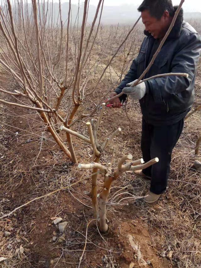 一年之计在于春，养蚕户必须要学会的的桑树管理三个妙招！收藏了