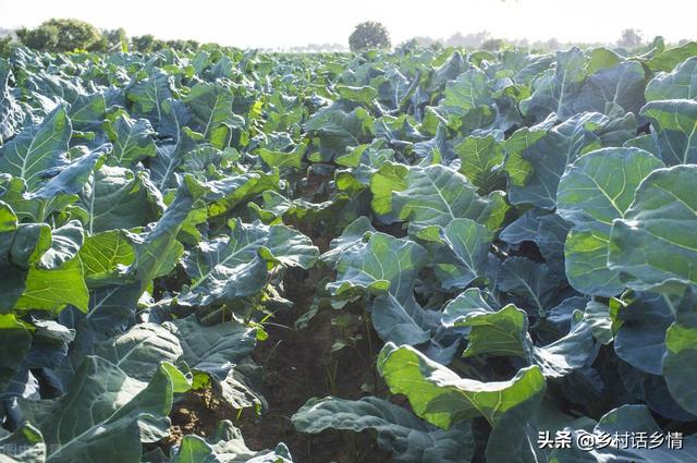 这几种蔬菜立秋前后种植正合适，要抓住时机和方法，不能蛮干