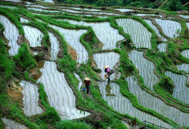 农村30年种植谜团，水田无法种植的旱作植物，为啥能水上种植？