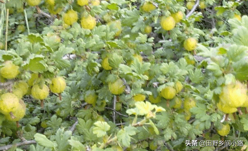 刺梨种植技术！种植刺梨必须要注意的全部要点