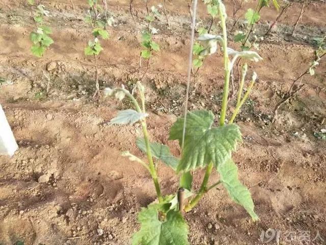 温室葡萄升温后，萌芽整齐有妙招