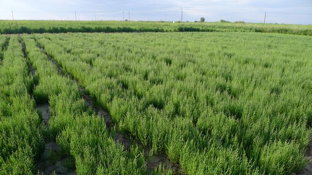 世界土壤日丨这些长在盐碱地上的“重口味”植物，了解一下？