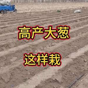 大葱的种植技术视频(高产大葱这样栽#移栽大葱@抖音短视频)