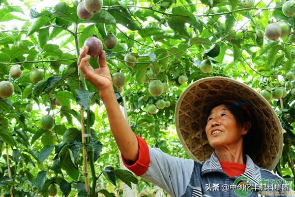 百香果怎么种植？浅谈百香果种植期高产管理技巧