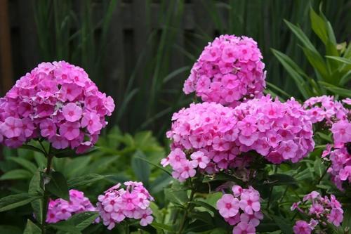 夏季花园里的宿根福禄考，美轮美奂的庭院女神