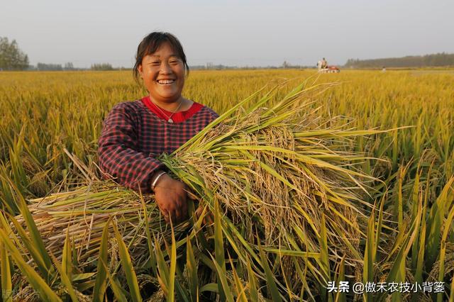 水稻什么时候收获产量最高？如何准确判断水稻最佳收获期？