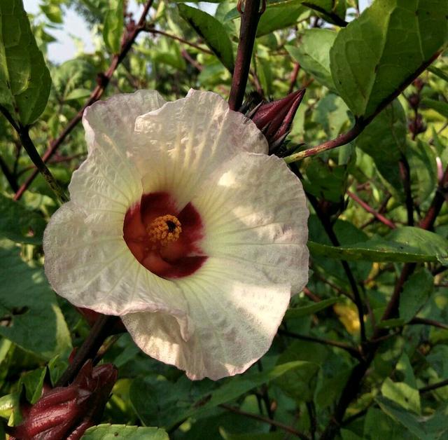 你见过可以泡茶喝，而开花很奇怪的植物吗？红桃k“”认识吗？