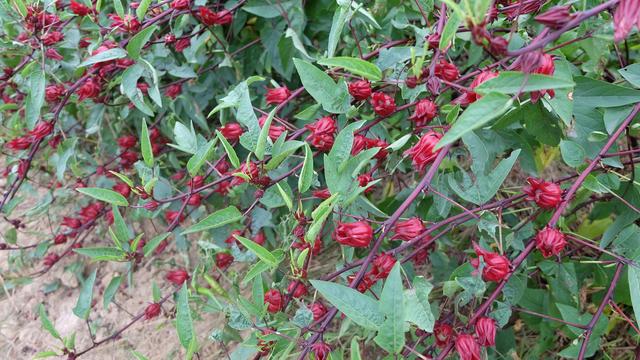 你见过可以泡茶喝，而开花很奇怪的植物吗？红桃k“”认识吗？