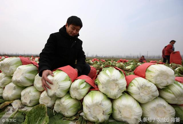 只要学会这些种植技巧，大白菜就能长得好、产量高、多卖钱！