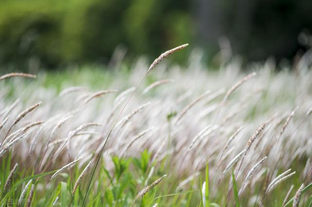 茅草根每公斤15～30元，为啥没人种植？人工种植茅草前景如何？