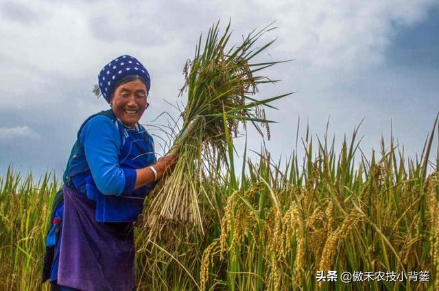 水稻什么时候收获产量最高？如何准确判断水稻最佳收获期？