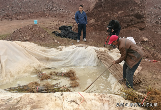 一年之计在于春，春天如何科学栽植桃树，这些技术关键要学会