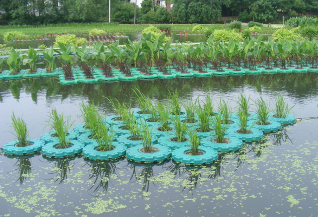 农村30年种植谜团，水田无法种植的旱作植物，为啥能水上种植？