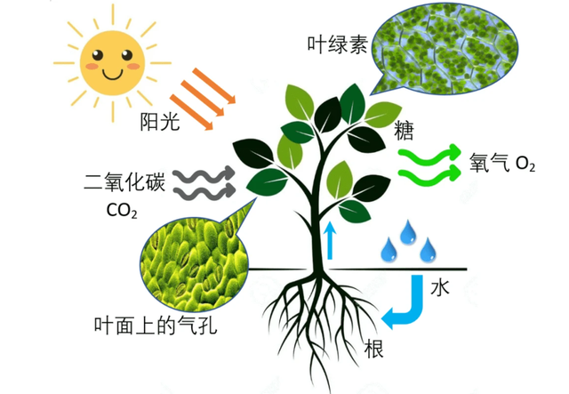 万亩林场主跪地求水！网友提出三点质疑，沙漠到底该不该种树？