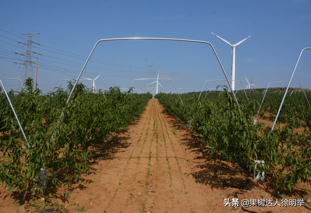 一年之计在于春，春天如何科学栽植桃树，这些技术关键要学会