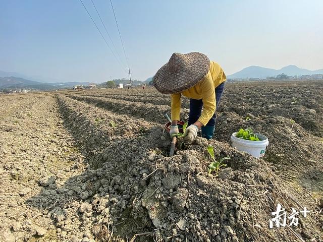 沐浴春风闹春耕 ，乳源栽种黄烟5900亩