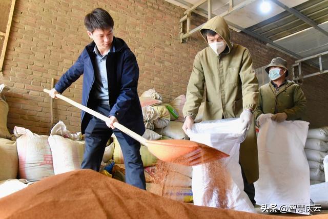 庆云小伙子承父业种植销售中药材，拓宽农民致富路