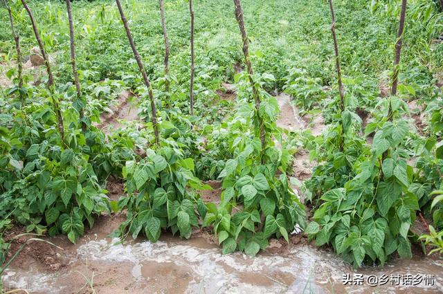 这几种蔬菜立秋前后种植正合适，要抓住时机和方法，不能蛮干