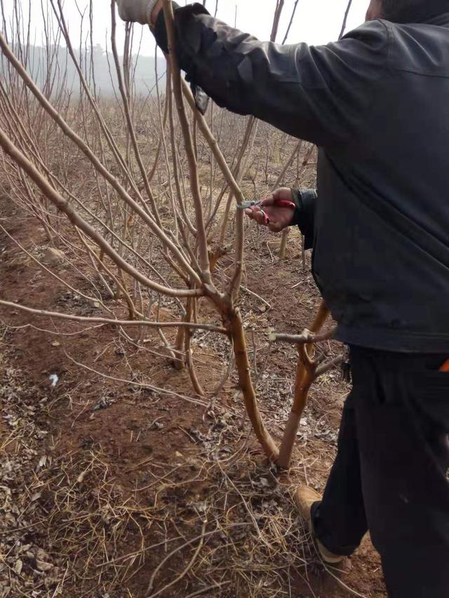 一年之计在于春，养蚕户必须要学会的的桑树管理三个妙招！收藏了