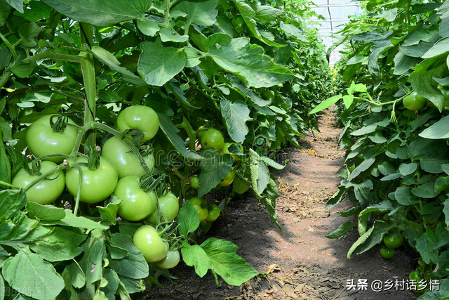 分享几个种植小方法，生根壮苗又增产，种啥效果也挺好