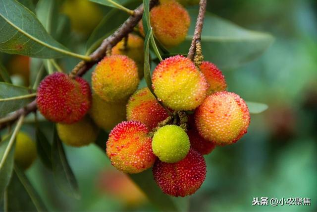 杨梅是亚热带经济树种，种植有技巧，生态高效栽培技术