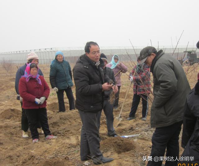 一年之计在于春，春天如何科学栽植桃树，这些技术关键要学会