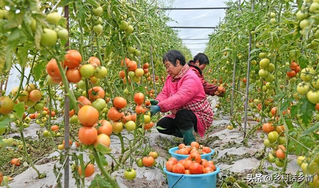 分享几个种植小方法，生根壮苗又增产，种啥效果也挺好