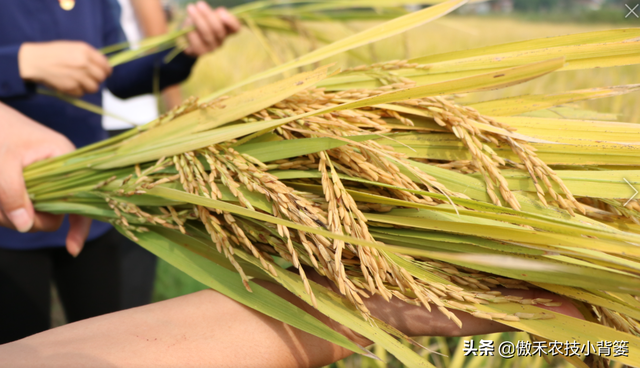 水稻什么时候收获产量最高？如何准确判断水稻最佳收获期？