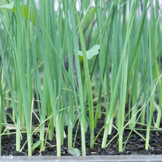 家庭种植韭菜的好方法！无农药高产韭菜一个月就能收获一次！