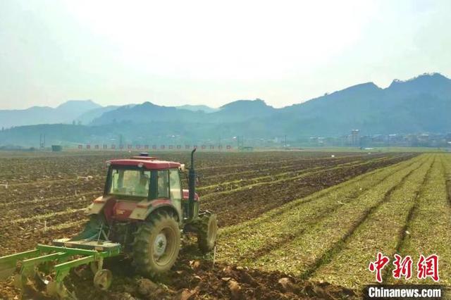 广西百色打造机械化种植基地 助绿色蔬菜销往粤港澳