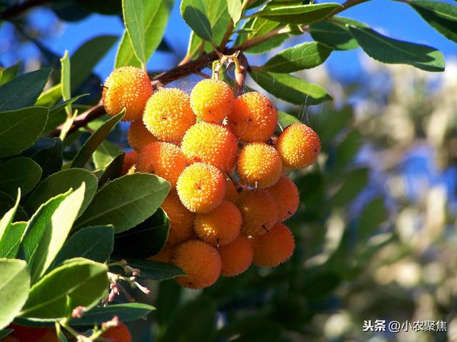 杨梅是亚热带经济树种，种植有技巧，生态高效栽培技术