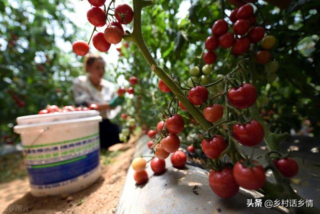 分享几个种植小方法，生根壮苗又增产，种啥效果也挺好