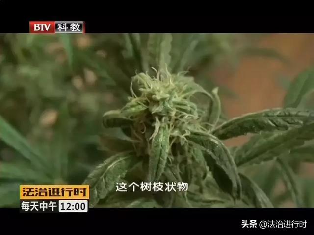 北京一男子居然在家种大麻，自产自吸